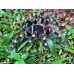 Tarantula  de de rodillas blancas - Acanthoscurria geniculata